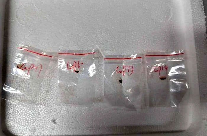 Ciupercă cu potențial de „armă agroteroristă”, introdusă ilegal în SUA de cercetători chinezi. Provoacă vărsături, leziuni hepatice și defecte de reproducere