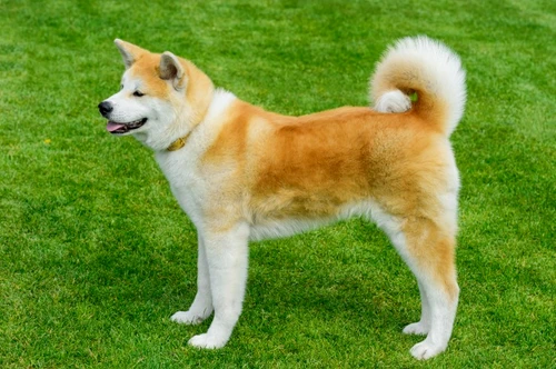 akita jpg jpeg