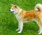Câine din rasa Akita
