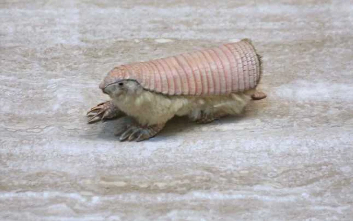 Armadillo roz sau micul blindat