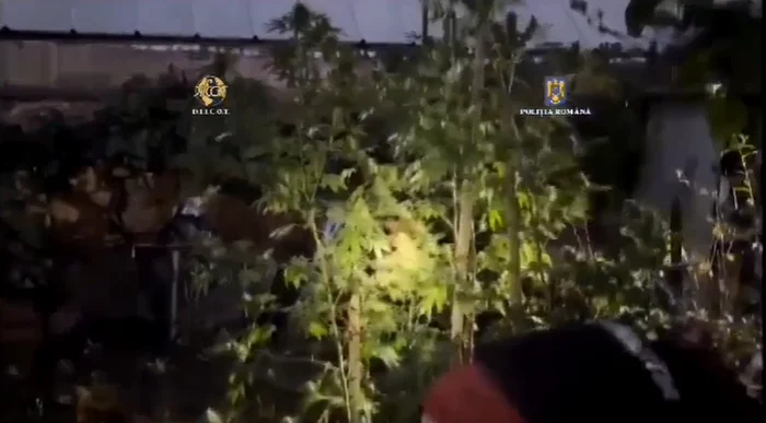Culturi de canabis, descoperite în urma unor percheziții. FOTO captură Poliția Româna