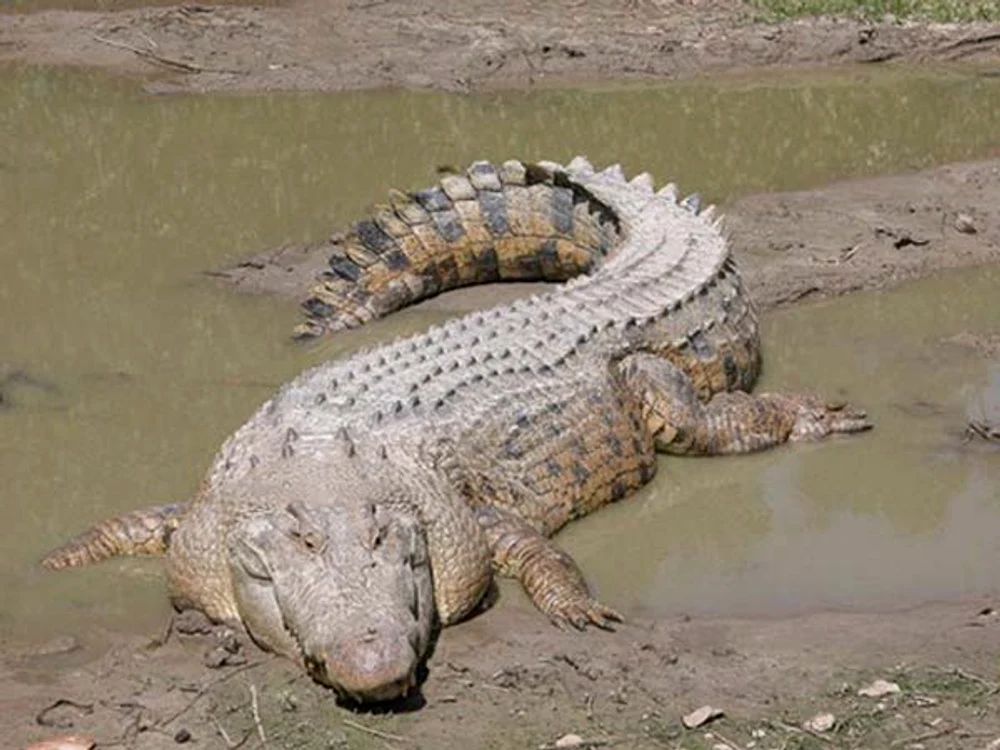 Cele mai periculoase animale din lume: Crocodilii ucid anual în jur de 2000 de persoane 