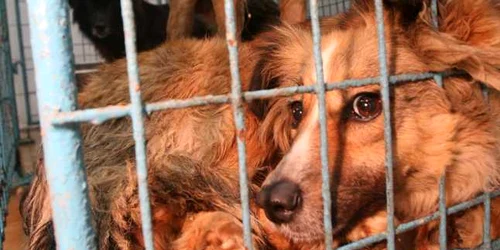 Cei care comentează pe Facebook au păreri împărţite: unii sunt de acord cu eutanasierea, alţii sunt total împotrivă