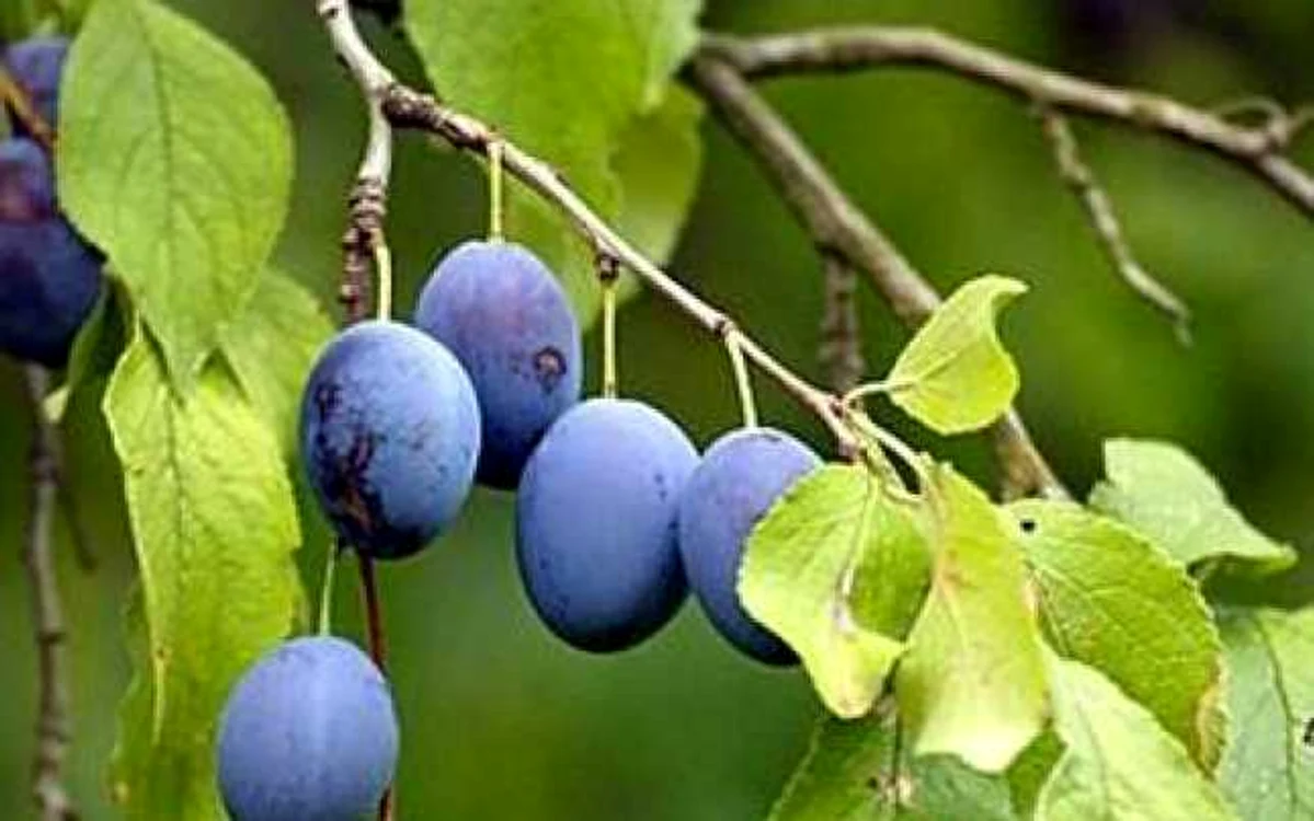 Pitesti: S-au ales cu dosare penale pentru furt de  prune