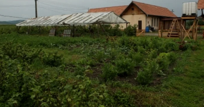 Braşov: Nouă braşoveni, acuzaţi că au furat 300 kg de hrean şi au distrus mai multe culturi de cartofi