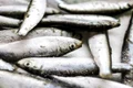 sardine pixibay jpg