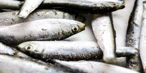 sardine pixibay jpg