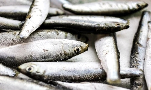 sardine pixibay jpg