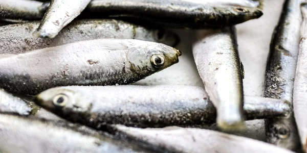 sardine pixibay jpg