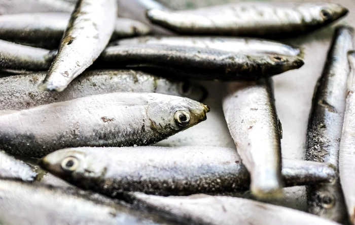 Sardinele au multe beneficii pentru sănătate FOTO: Pixibay