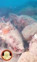 roman shipwreck amphorae sicily 1 jpg