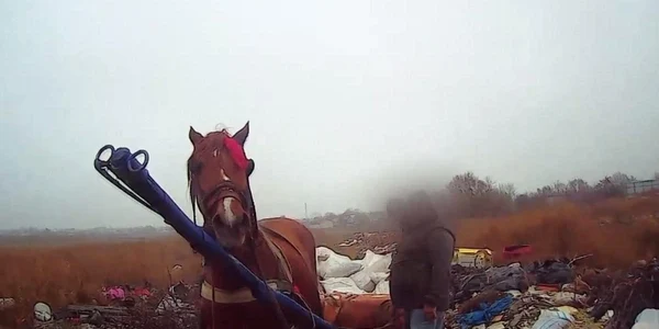 caruta gunoi confiscata Braila FOTO Politia Locala Braila jpg