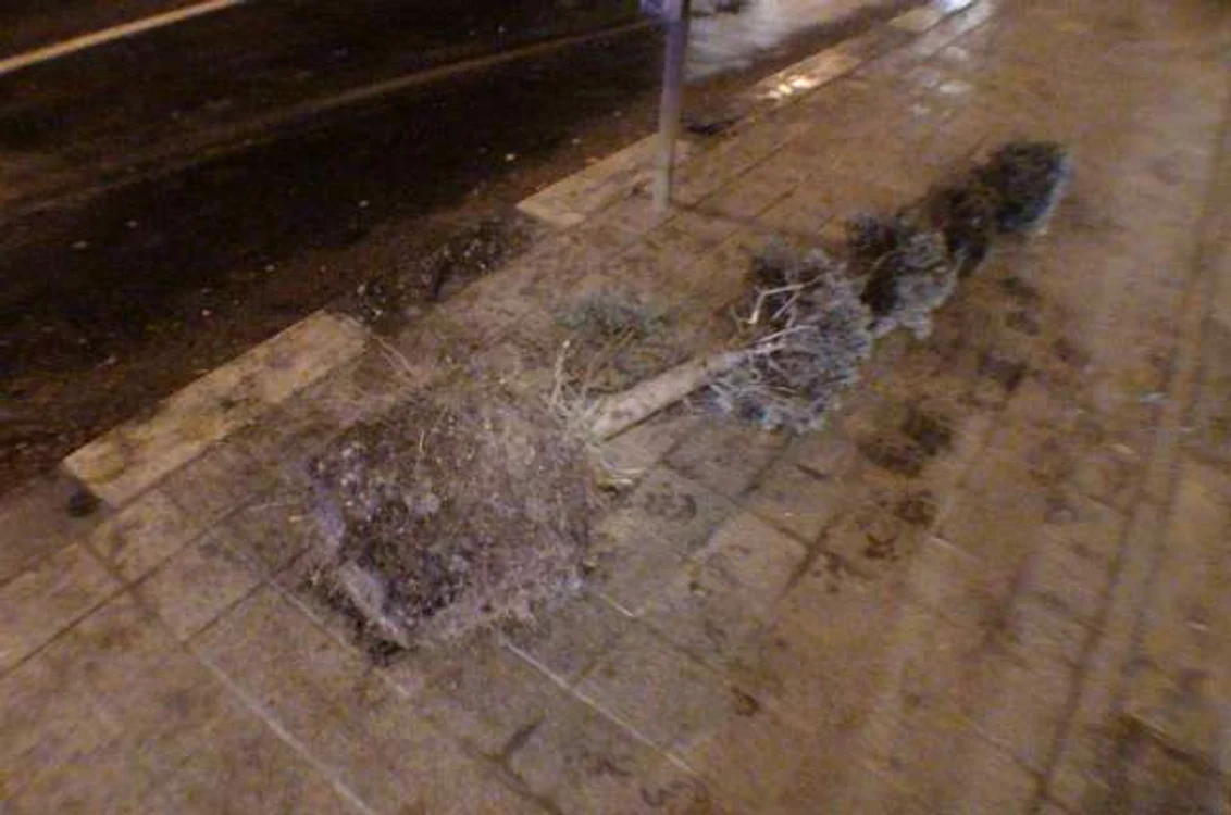 Arbuştii ornamentali au fost scoşi din jardiniere