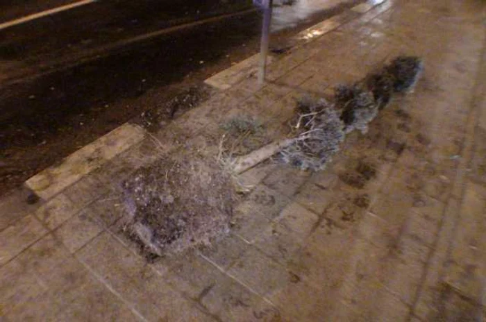 Arbuştii ornamentali au fost scoşi din jardiniere