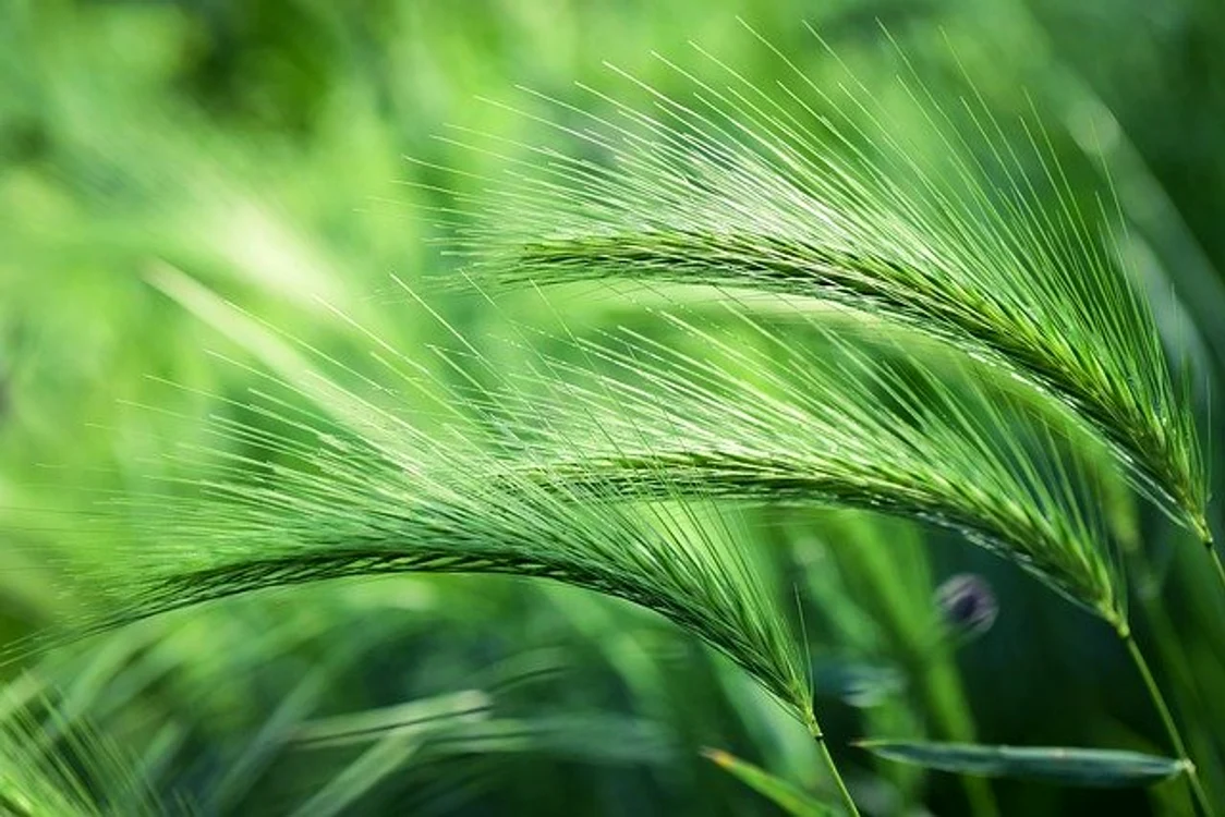 
    Extractul din suc de orz verde este deosebit de bogat în calciu și în vitamina Afoto: pixabay.com  