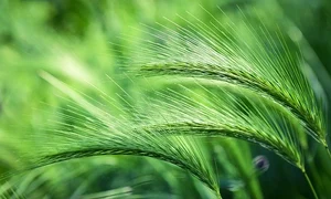 foxtail barley 4236373 640 jpeg