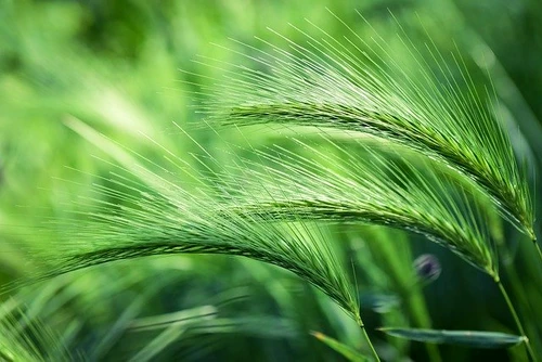 Extractul din suc de orz verde este deosebit de bogat în calciu și în vitamina Afoto: pixabay.com