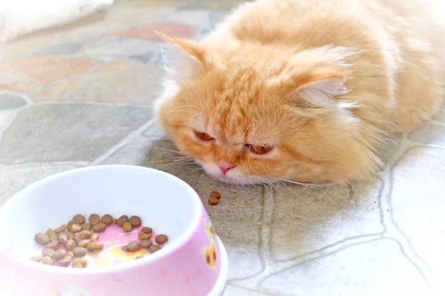 1 shutterstock 570292510 jpg jpeg