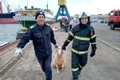 Oile sunt salvate de autorităţi jpeg