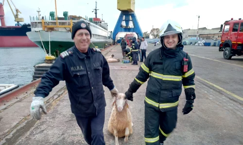 Oile sunt salvate de autorităţi jpeg