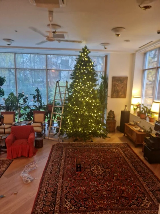 Bradul Monicăi Tatoiu / Foto: Facebook