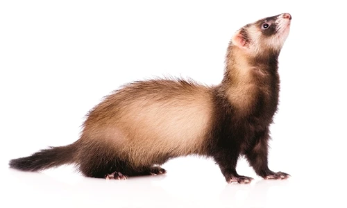 1 59954 original jpg jpeg