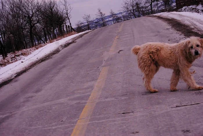 Proiectele CJ Maramures pentru anul 2015 FOTO:Dragos Hojda/Adevarul