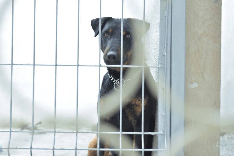 Un bărbat care vindea căței prea mici s-a ales cu dosar penal pentru cruzime asupra animalelor