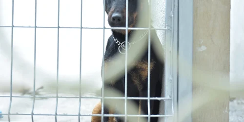 FOTO Andrei Luca jpg