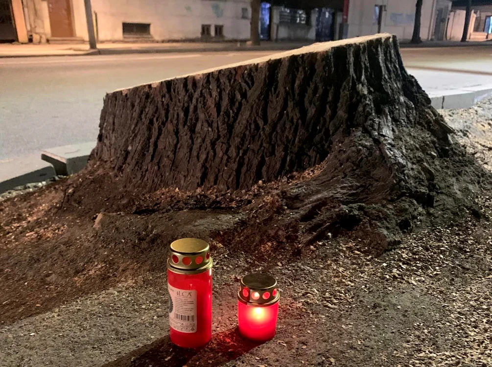 Candele aprinse lângă foștii tei FOTO: Asociația TACT