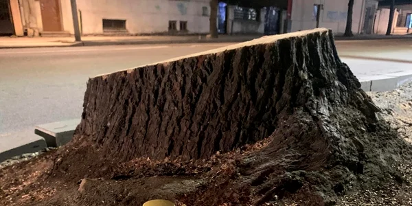 Lumanari la copacii taiati din constanta foto Asociatia TACT jpg