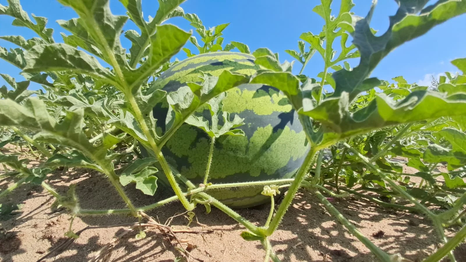Pepenele verde cu miez galben, senzația verii. Producător: „De patru ani nu mă mai doare capul, am contracte”