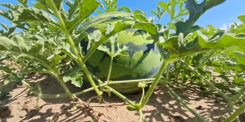 pepene calarasi   foto ionelia nuca jpeg