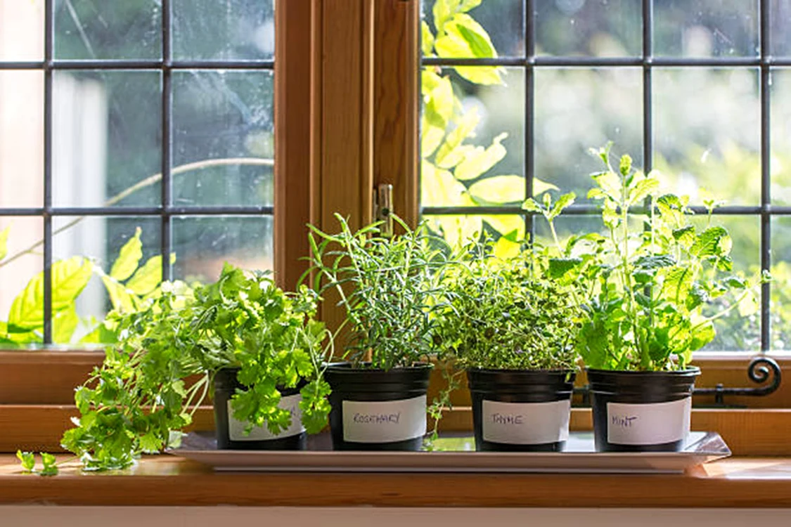 Plante de interior / FOTO: istock