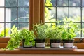 plante bucatarie istock jpg