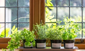 plante bucatarie istock jpg