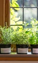 plante bucatarie istock jpg