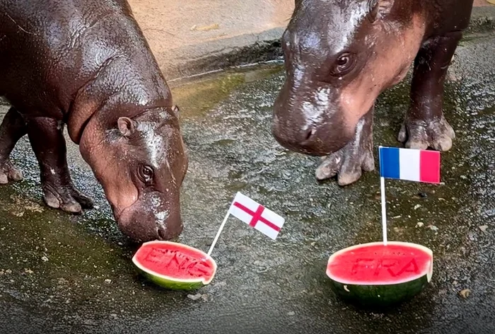Moo Deng a ales pepenii cu steagurile Angliei și Franței 