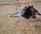 Caii Lupilor 10