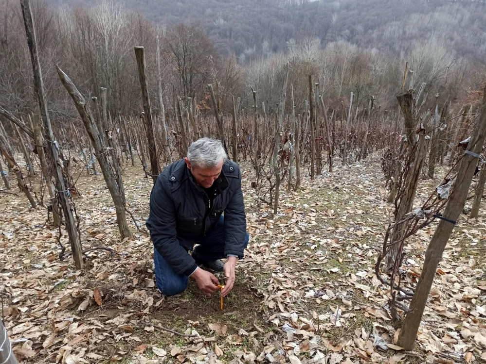În plantaţiile de viţă de vie au avut loc obiceiuri specifice                  Foto: facebook.com/DiscoverPestisani