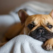Bulldog francez FOTO Shutterstock