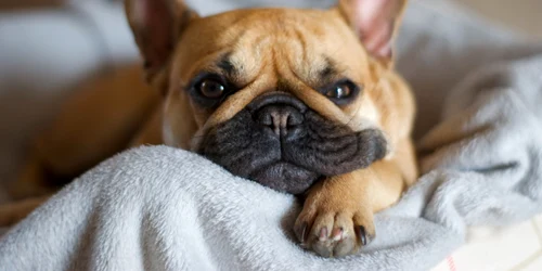 Bulldog francez FOTO Shutterstock 
