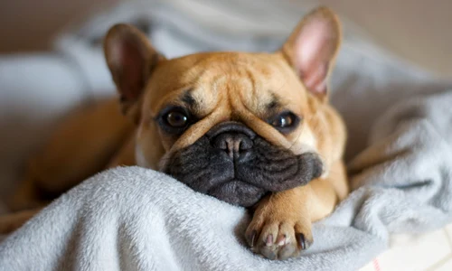 Bulldog francez FOTO Shutterstock 