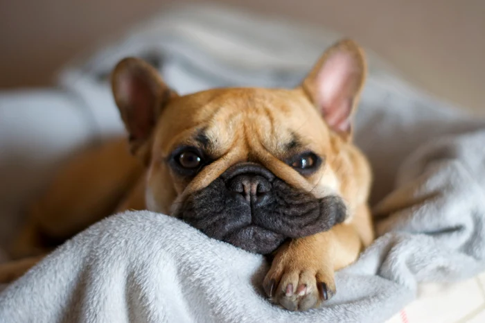 Buldogii francezi se numără printre câinii cu cea mai scurtă speranță de viață FOTO Shutterstock