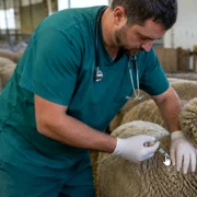 vaccinare ovine foto AgroInfo jpg