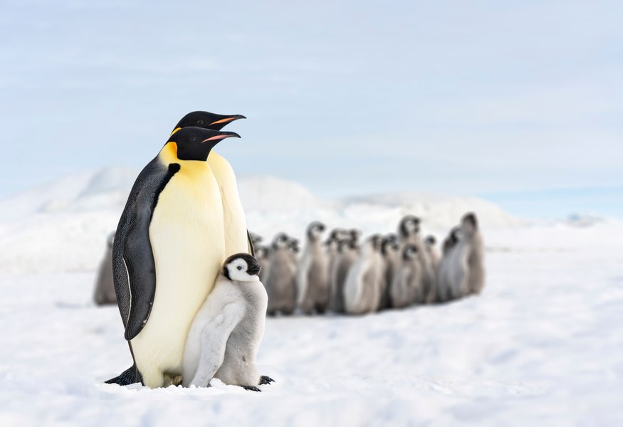 „Lacomul”, celebrul pinguin al Grădinii Zoologice din Baltimore, a murit la 33 de ani. A lăsat în urmă peste 200 de urmași