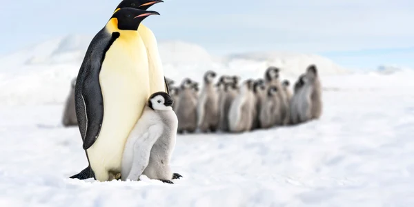 Pinguin imparat FOTO Shutterstock jpg