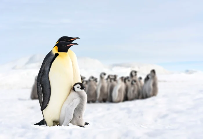 A fost observată o dispariție catastrofală a puilor de pinguin împărat FOTO Shutterstock
