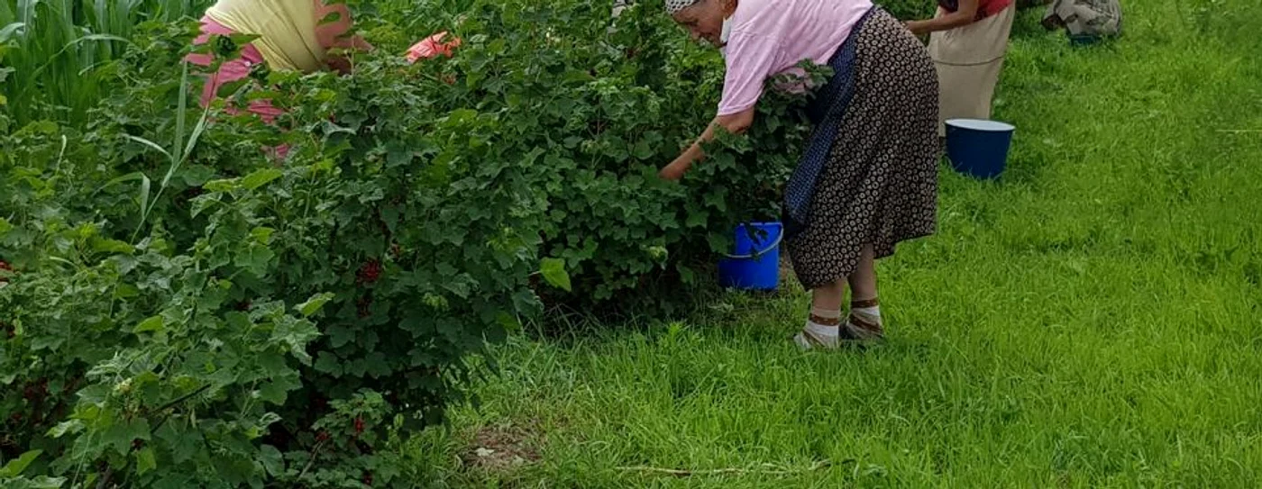 producator local fructe de padure suceava 