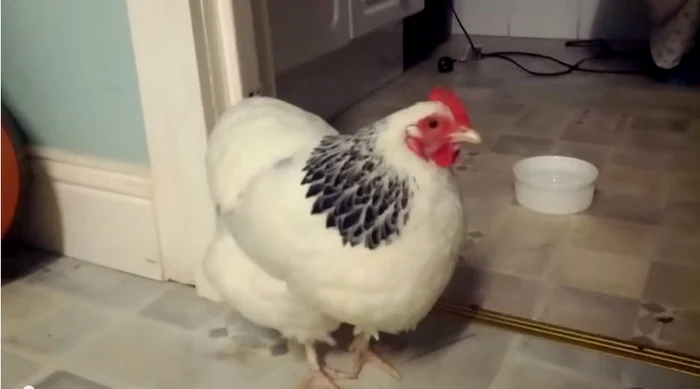 Găinile pot şi ele să strănuteFoto Youtube